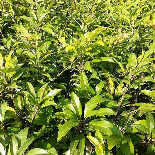 Kalapathi Chiku Fruit Plant