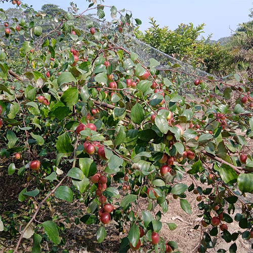 Kashmiri Red Apple Fruit Plant