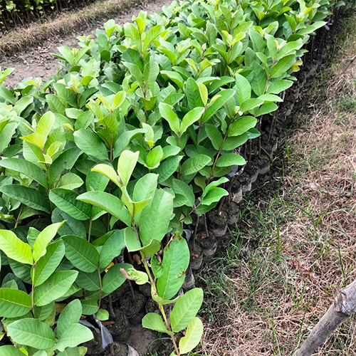 Thai Seven Guava Fruit Plant