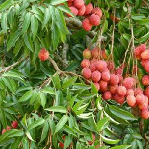 China Lichi Fruit Plant Shelf Life: 2-3 Years