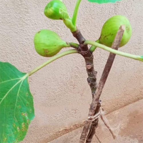 Fig Fruit Plant Shelf Life: 2-3 Years