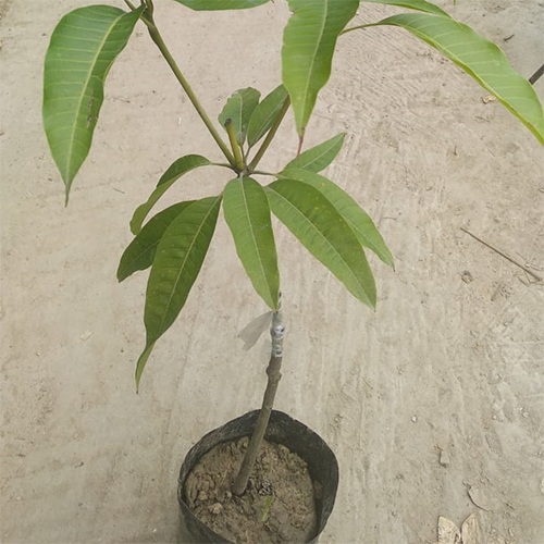 Miyaja Ki Mango Fruit Plant Shelf Life: 2-3 Years