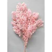 Ming Fern Asparagus Myriocladus Size: Different Available