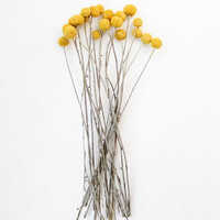 Yellow Billy Ball Size: Different Available