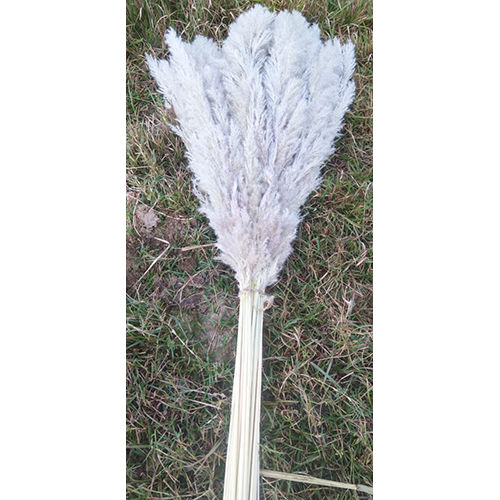 Natural Dried White Pampas Grass Decor For All Occasions Size: Different Available