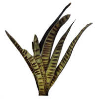 Zeylanica Snake Plant Size: Different Available