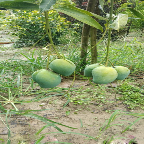 Bari 11 Mango Plant