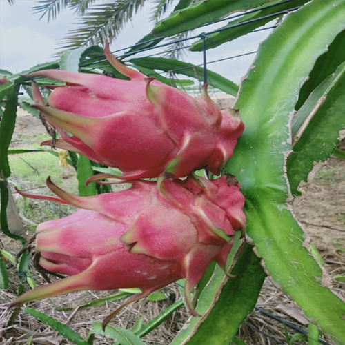 Dragon Fruit Plant