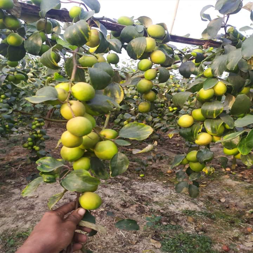 Green Apple Ber Plant