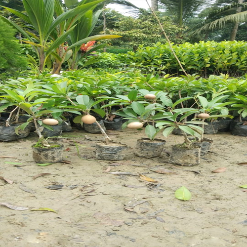Kala Pati Chiku Plant