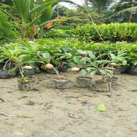 Kala Pati Chiku Plant