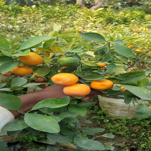 Green Kamkot Lemon Plant