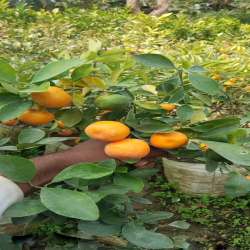 Kamkot Lemon Plant