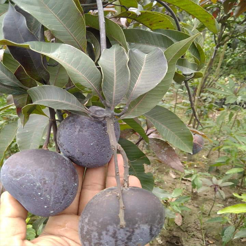 Kasturi Black Mango Plant