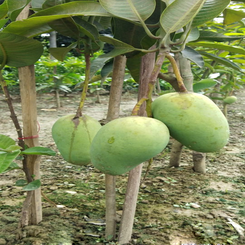 Katimon Mango Plant