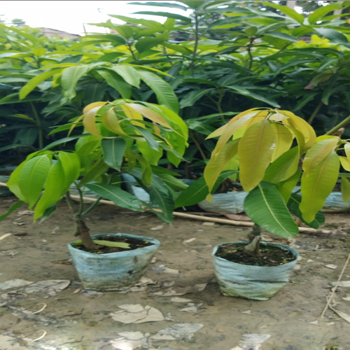 Green Kesar Mango Plant
