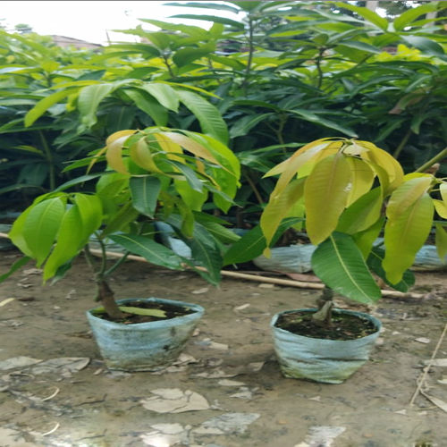 Kesar Mango Plant
