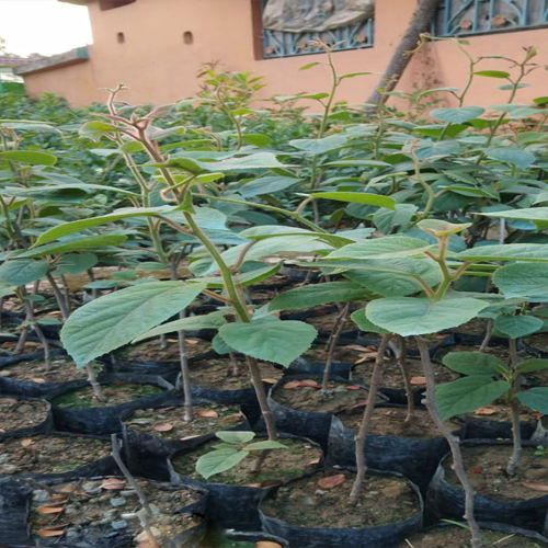 Green Kiwi Fruit Plant