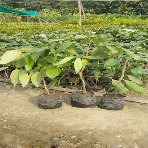 Litchi Plant
