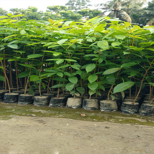 Mahogany Plant