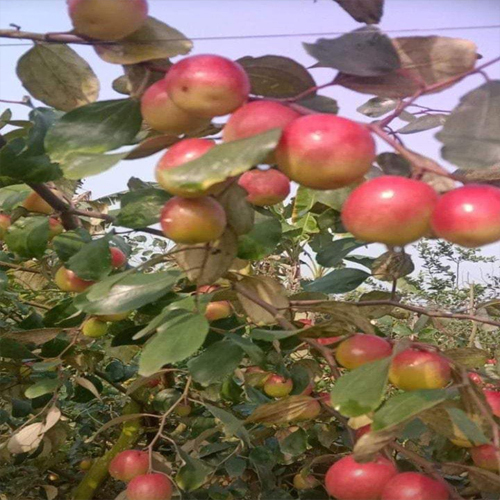 Miss India Apple Ber Plant