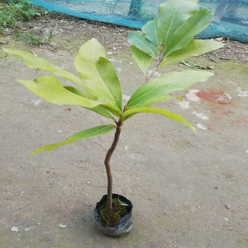 Green Olive Plant