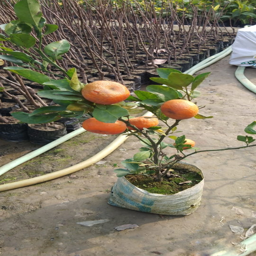 Orange Plant