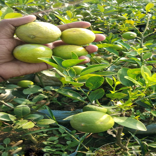 Pati Lemon Plant
