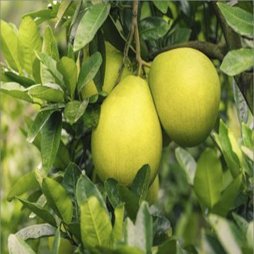 Green Pomelo Plant