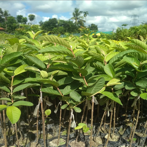 Thai 5 Guava Plant