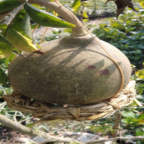 Thai  Wood Apple Plant