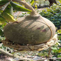 Thai Wood Apple Plant - Drought Tolerant, Ornamental Tree For Mediterranean To Tropic Climates | Green Elliptic Leaves, Bonsai Friendly, Medical Uses