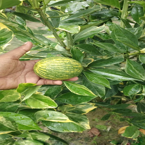 Green Verigeted Malta Lemon Plant