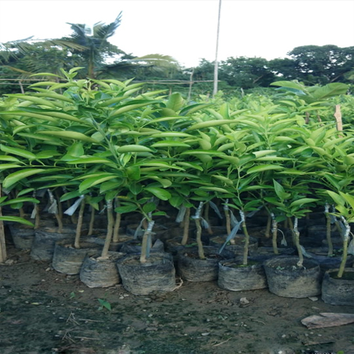 Vietnam Malta Lemon Plant