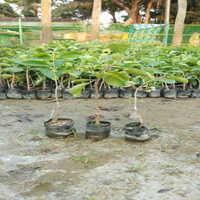 Green White Jamun Plant