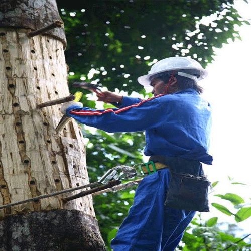Agarwood Inoculation Training By AGR Agarwood Nursery