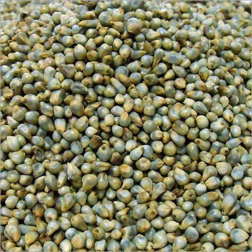 Common Bajra Seeds