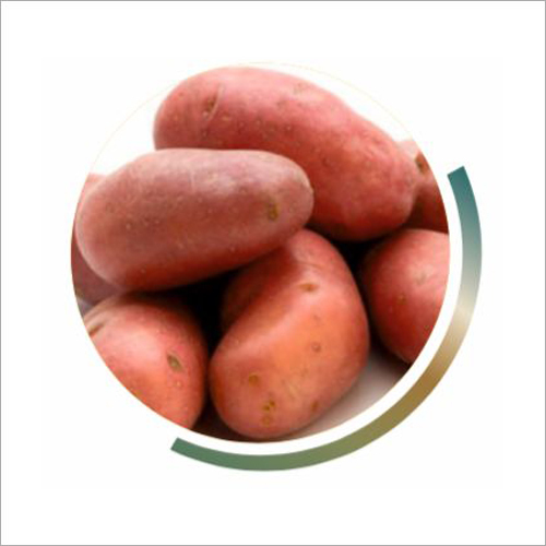 Red Lady Rosetta Potatoes Shelf Life 3 Months at Best Price in