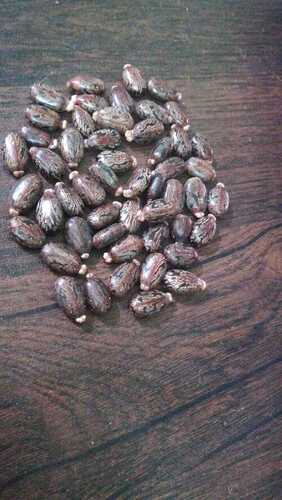 Castor Seed