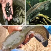 Channa Murrel Fish Feed Snakehead Fish Feed