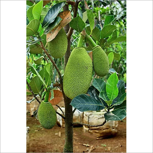 All Time Jackfruit Plant