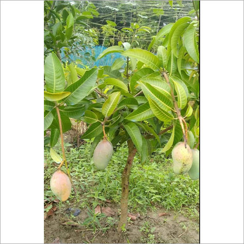 Green All Time Mango Plant