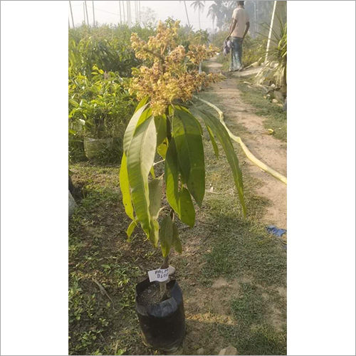 Amiracan Red Palmer Mango Plant