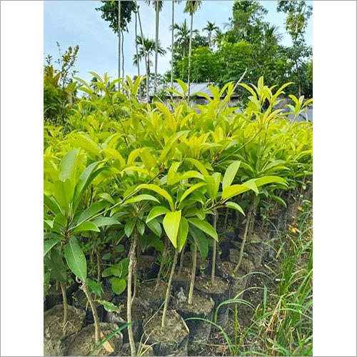 Green Banana Chikoo Plant