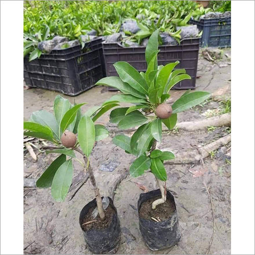 Bulbul Chikoo Plant