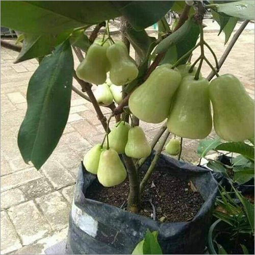 Green Water Apple Plant