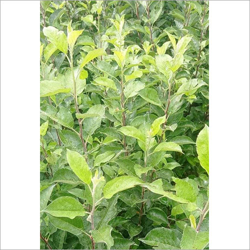 Harimon 99 Apple Plant