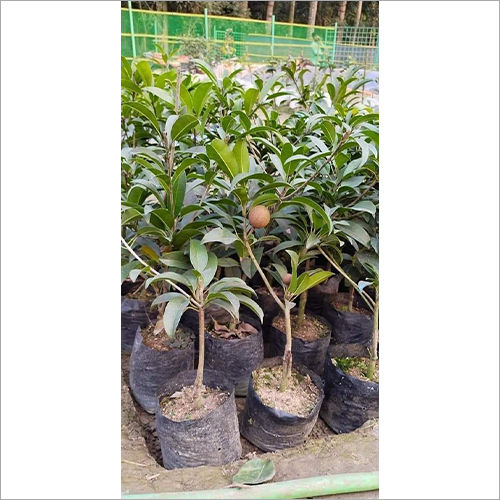 Kalapati Chikoo Plant