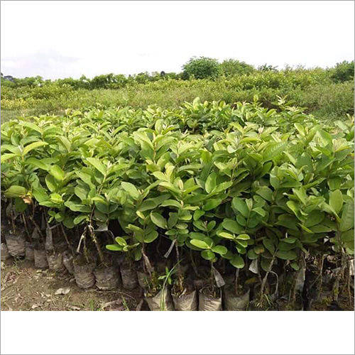 Rose Khaja Guava Plant