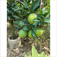 Malta Mosambi Plant - Citrus Limetta, 3 To 4 Meters Tall , Sweet Flavor With Year-round Yield